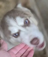 Red and White Male Siberian Husky , a male Siberian Husky for sale in Avon, IL – Photo 1 of 5