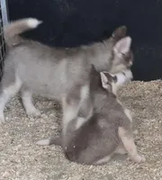 Red and White Male Siberian Husky , a male Siberian Husky for sale in Avon, IL – Photo 5 of 5