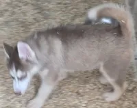 Red and White Male Siberian Husky , a male Siberian Husky for sale in Avon, IL – Photo 4 of 5