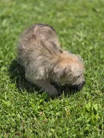 Cairn Terrier Male 1, a male Cairn Terrier for sale in Avon, IL – 4 of 5