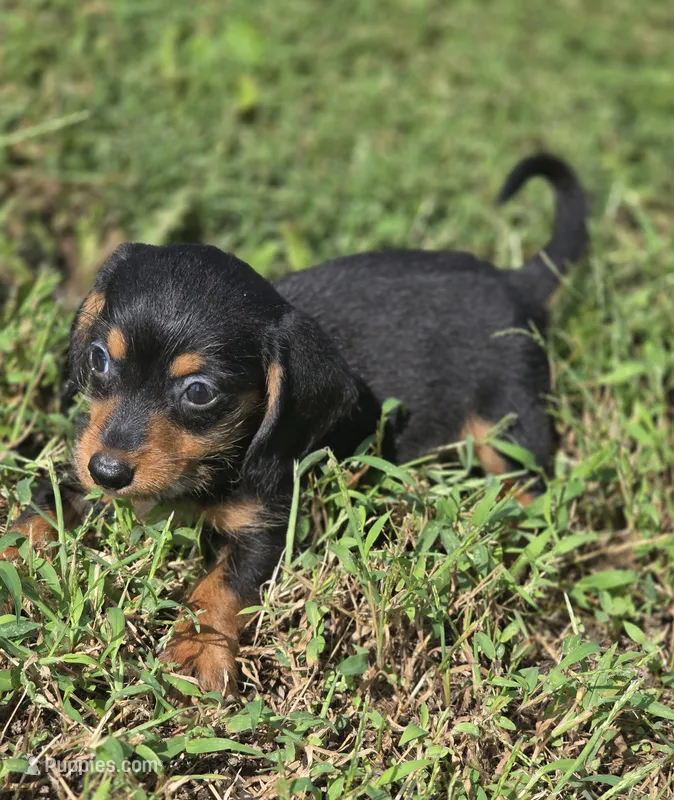 Black and Tan Male  – Miniature Dachshund puppy for sale in Avon, IL