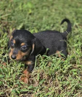 Black and Tan Male , a male Miniature Dachshund for sale in Avon, IL – 1 of 5