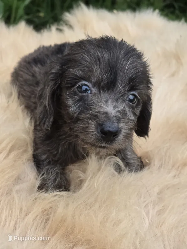Longhaired Dapple Male  – Miniature Dachshund puppy for sale in Avon, IL