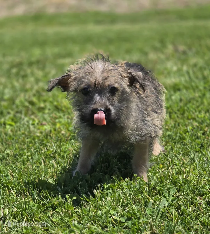 Cairn Terrier Female  – Cairn Terrier puppy for sale in Avon, IL