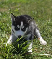 Black and white Female 1, a female Siberian Husky for sale in Avon, IL – 3 of 4