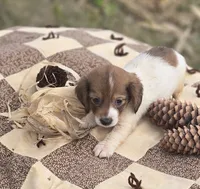 Piebald Male Miniature Dachshund , a male Miniature Dachshund for sale in Avon, IL – 3 of 4
