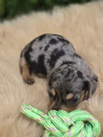 Longhaired Silver Dapple Male , a male Miniature Dachshund for sale in Avon, IL – 4 of 5