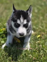 Black and white Female 2, a female Siberian Husky for sale in Avon, IL – 3 of 5