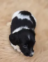 Longhaired Black and White Piebald Male , a male Miniature Dachshund for sale in Avon, IL – 2 of 5
