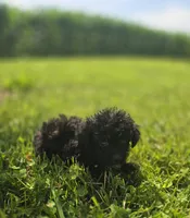 Black Male Toy Poodle , a male Poodle - Toy  for sale in Avon, IL – 1 of 4