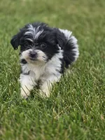Teddy Bear Male 1, a male Bichon Frise and Shih Tzu for sale in Avon, IL – 1 of 5