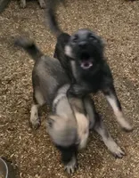 Elkhound Male , a male Norwegian Elkhound for sale in Avon, IL – 3 of 6