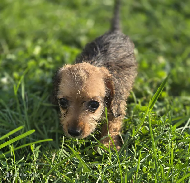 Female Miniature Dachshund  – Miniature Dachshund puppy for sale in Avon, IL