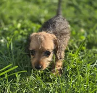 Female Miniature Dachshund , a female Miniature Dachshund for sale in Avon, IL – 1 of 5