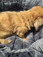 Chocolate Dapple Male with Blue Eyes , a male Miniature Dachshund for sale in Avon, IL – 6 of 8