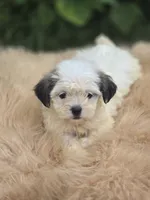 Female Teddy Bear , a female Bichon Frise and Shih Tzu for sale in Avon, IL – 3 of 5