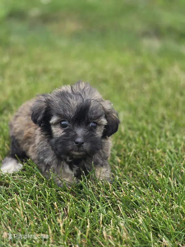 Teddy Bear Male 3 – Bichon Frise, Shih Tzu puppy for sale in Avon, IL