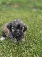 Teddy Bear Male 3, a male Bichon Frise and Shih Tzu for sale in Avon, IL – 1 of 5