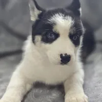 Siberian Husky Female , a female Siberian Husky for sale in Avon, IL – Photo 1 of 5