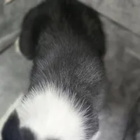 Siberian Husky Female , a female Siberian Husky for sale in Avon, IL – Photo 5 of 5