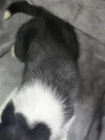 Siberian Husky F2, a female Siberian Husky for sale in Avon, IL – Photo 5 of 5