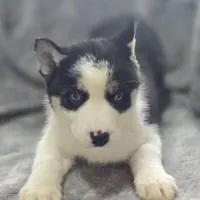 Siberian Husky Female , a female Siberian Husky for sale in Avon, IL – Photo 3 of 5