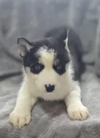 Siberian Husky F2, a female Siberian Husky for sale in Avon, IL – Photo 3 of 5