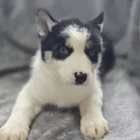 Siberian Husky Female , a female Siberian Husky for sale in Avon, IL – Photo 4 of 5