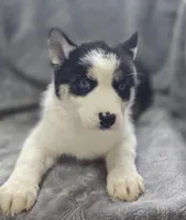 Siberian Husky F2, a female Siberian Husky for sale in Avon, IL – Photo 4 of 5