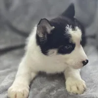 Siberian Husky Female , a female Siberian Husky for sale in Avon, IL – Photo 2 of 5