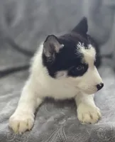 Siberian Husky F2, a female Siberian Husky for sale in Avon, IL – Photo 2 of 5