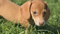 Miniature Dachshund Female , a female Miniature Dachshund for sale in Avon, IL – 3 of 8