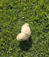 White Male Pomeranian , a female Pomeranian for sale in Avon, IL – 7 of 7