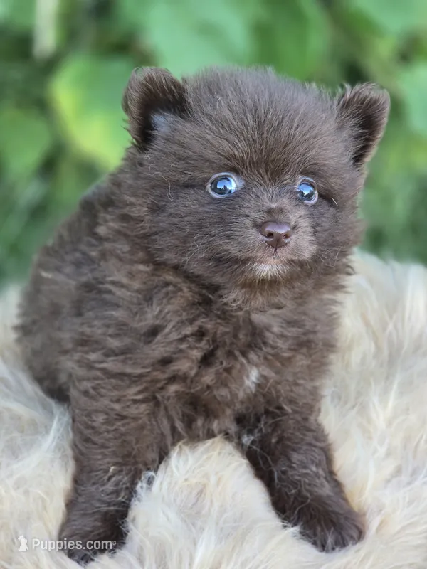 Chocolate Pomeranian Male  – Pomeranian puppy for sale in Avon, IL