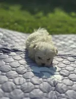 White Female Teddy Bear , a female Bichon Frise and Shih Tzu for sale in Avon, IL – 2 of 3
