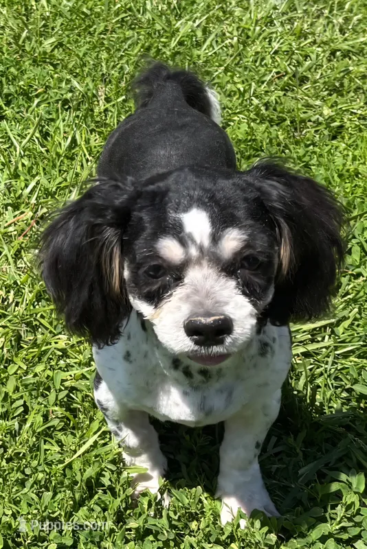 Shih Tzu Male One – Shih Tzu puppy for sale in Avon, IL