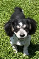 Shih Tzu Male One, a male Shih Tzu for sale in Avon, IL – 1 of 3