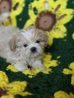 Shih Tzu Male , a male Shih Tzu for sale in Avon, IL – Photo 4 of 6