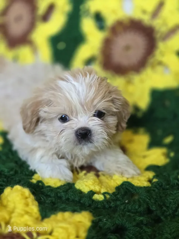 Shih Tzu Male  – Shih Tzu puppy for sale in Avon, IL