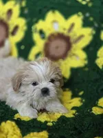 Shih Tzu Male , a male Shih Tzu for sale in Avon, IL – Photo 6 of 6