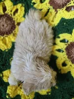 Shih Tzu Male , a male Shih Tzu for sale in Avon, IL – Photo 2 of 6