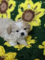 Shih Tzu Male , a male Shih Tzu for sale in Avon, IL – Photo 3 of 6