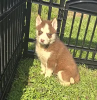 Husky Red and white Female 2, a female Siberian Husky for sale in Avon, IL – 3 of 4
