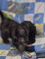 Longhaired Dapple Male , a male Miniature Dachshund for sale in Avon, IL – 2 of 5