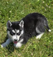 Black and White Male, a male Siberian Husky for sale in Avon, IL – 5 of 5