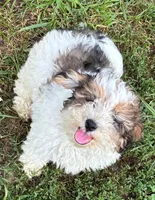 Male Schnoodle , a male Schnoodle for sale in Avon, IL – 1 of 5