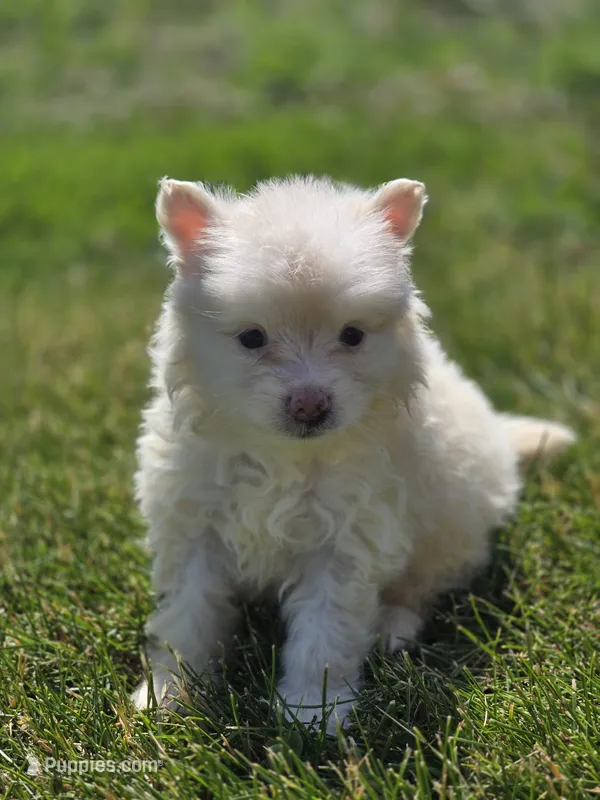 Cream Pomeranian Male  – Pomeranian puppy for sale in Avon, IL
