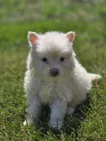 Cream Pomeranian Male , a male Pomeranian for sale in Avon, IL – 1 of 4