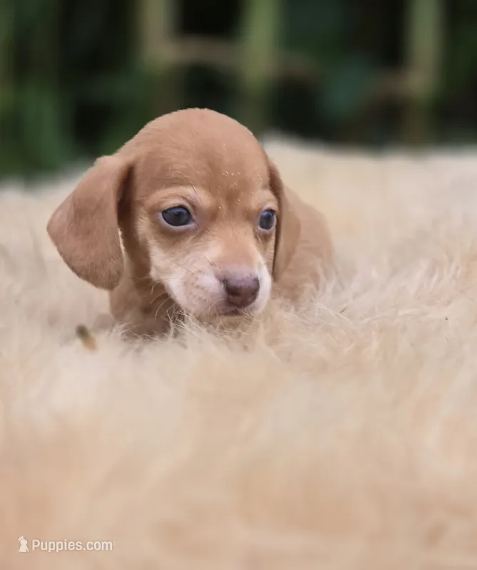 Miniature Dachshund Female 2 – Miniature Dachshund puppy for sale in Avon, IL