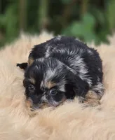 Longhaired Silver Dapple Male , a male Miniature Dachshund for sale in Avon, IL – 4 of 6